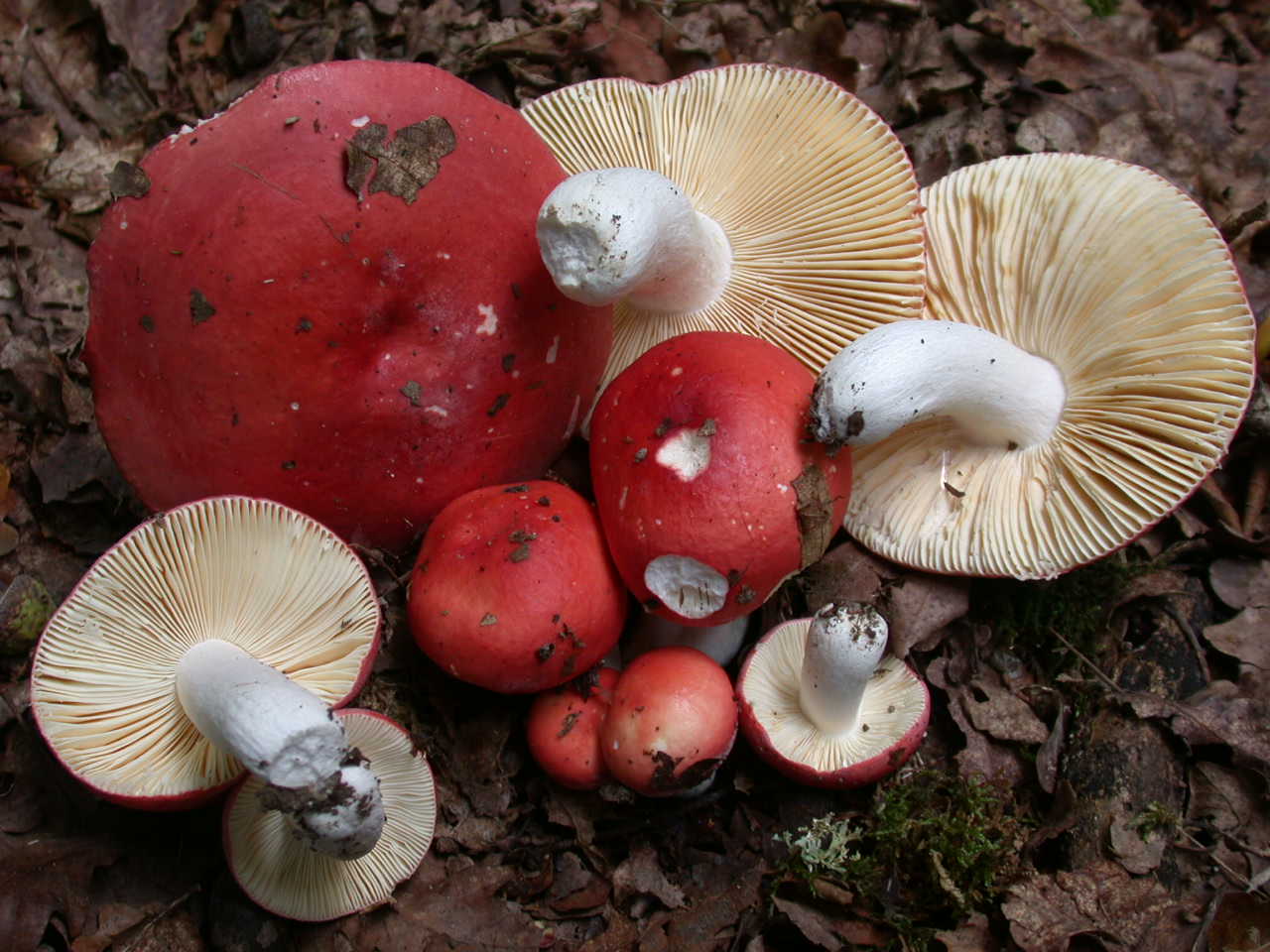 Russula pseudointegra ....
